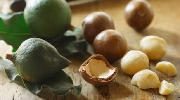 Mắc ca (còn gọi là Macadamia), được mệnh danh là “hoàng hậu" trong các loại hạt do vị ngon, giá trị dinh dưỡng và sự đắt đỏ của nó. Hiện trái mắc ca tươi có giá 220k/kg, trái khô có giá 300.000 - 400.000 đồng/kg, riêng loại nhân được bóc tách sẵn giá 900.000 đến 1 triệu đồng/kg. (Ảnh: Zing)