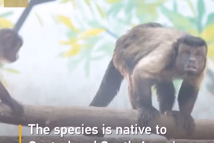 Tuy nhiên, trái ngược với dáng vẻ căng thẳng của mình, chú khỉ này chính là một chú khỉ đầu đàn. Ảnh: CGTN.