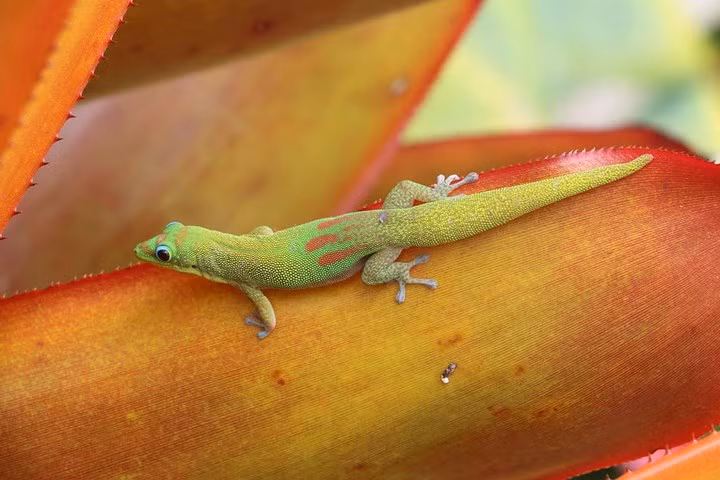 Con tắc kè đổi màu neon trên cây thùa.