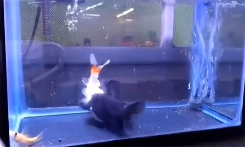 Cá mèo nuốt cá vàng.