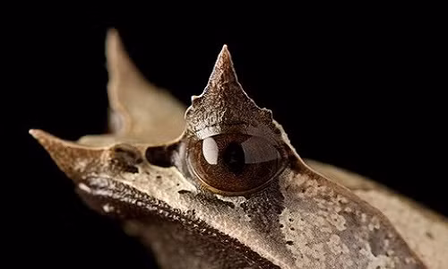 Theo tờ National Geographic, sừng của các loài động vật có hình dạng và kích cỡ khác nhau. Sừng được làm bằng xương, bao phủ bởi các nang tóc chuyên biệt tạo ra hợp chất tương tự như móng tay của con người.