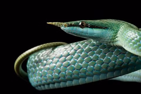 Rắn chuột có chiếc sừng nhỏ mọc ra phía trên mắt. Các nhà khoa học cho rằng nó chỉ có mục đích trang trí còn khi tấn công kẻ thù nó vẫn sử dụng hàm răng sắc nhọn