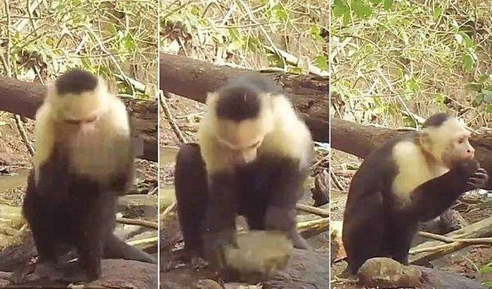 Dùng đá tách quả hạch và một số thức ăn khác - (Ảnh: BIORXIV).