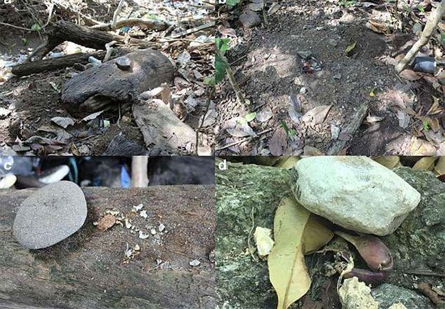 Công cụ bằng đá, gỗ và vỏ sò được khỉ sử dụng để bảo quản thức ăn - (Ảnh: BIORXIV).