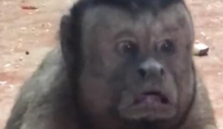 Tuổi thọ trung bình của loài capuchin này là từ 15-20 năm. Ảnh: Deccan chronicle.