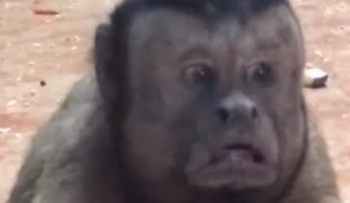 Tuổi thọ trung bình của loài capuchin này là từ 15-20 năm. Ảnh: Deccan chronicle.