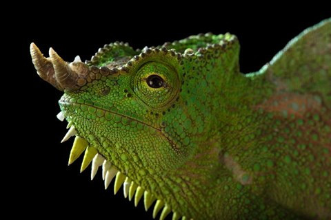 Trong thế giới động vật, không nhiều loài sở hữu sừng. Nhưng rất nhiều loài có thứ vũ khí lợi hại tương tự sừng, sắc nhọn, nguy hiểm và mọc ở đỉnh đầu. Mí mắt trên và mõm của ếch dài ra tạo thành "sừng" nhọn. Ếch sừng Malaya là một loài ếch có phạm vi phân bố hạn chế ở các khu vực rừng mưa phía nam Thái Lan và bán đảo Mã Lai đến Singapore, Sumatra và Borneo. Tắc kè bốn sừng có hình dáng bên ngoài rất giống rồng con. Những con đực sẽ có từ 4-6 chiếc sừng còn con cái thì không. Tuy nhiên, những chiếc sừng này rất không chắc chắn và dễ gãy.