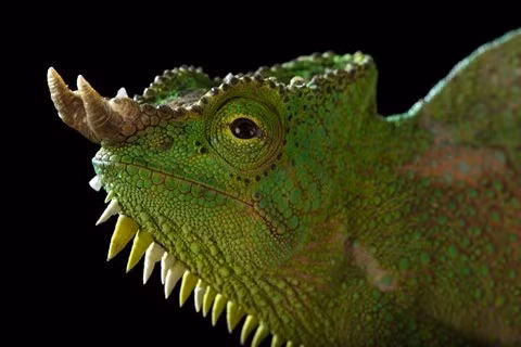 Trong thế giới động vật, không nhiều loài sở hữu sừng. Nhưng rất nhiều loài có thứ vũ khí lợi hại tương tự sừng, sắc nhọn, nguy hiểm và mọc ở đỉnh đầu. Mí mắt trên và mõm của ếch dài ra tạo thành "sừng" nhọn. Ếch sừng Malaya là một loài ếch có phạm vi phân bố hạn chế ở các khu vực rừng mưa phía nam Thái Lan và bán đảo Mã Lai đến Singapore, Sumatra và Borneo. Tắc kè bốn sừng có hình dáng bên ngoài rất giống rồng con. Những con đực sẽ có từ 4-6 chiếc sừng còn con cái thì không. Tuy nhiên, những chiếc sừng này rất không chắc chắn và dễ gãy.