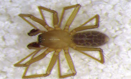 Phat hien loai nhen moi “trong suot“