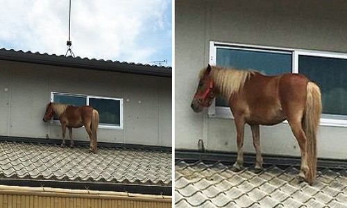 Leaf xuất hiện ở trên mái nhà sau 3 ngày mất tích. Ảnh: Metro