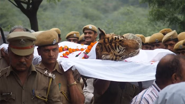 Con ho ky la nhat TG voi chien tich lay lung kho tin-Hinh-4