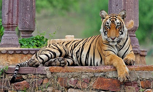 Con ho ky la nhat TG voi chien tich lay lung kho tin