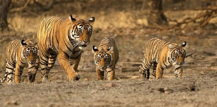 Con ho ky la nhat TG voi chien tich lay lung kho tin-Hinh-3