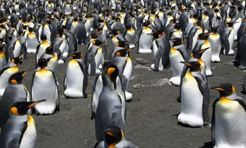 Chim canh cut vua lon nhat the gioi sut giam nghiem trong