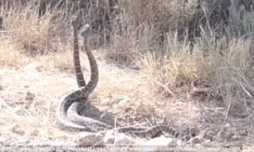 Hai con rắn đuôi chuông quấn lấy nhau như "vũ điệu chiến đấu".