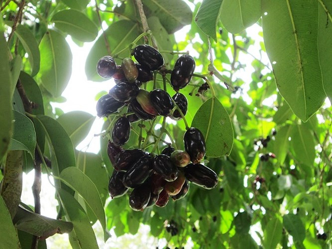 Trâm là một loại quả mọc hoang trong những cánh rừng. Khi chín có màu đen bóng, ăn có vị ngọt lịm rất ngon. Trâm có thể ăn nguyên chất nhưng nhiều người rất thích trộn trâm với muối ớt giã nhỏ, ăn hấp dẫn và ngon hơn rất nhiều. (Ảnh: Báo An Giang)