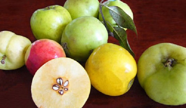 Táo mèo (còn gọi là sơn tra) là loại quả mọc hoàn toàn tự nhiên, phổ biến ở Yên Bái, Sơn La, Lào Cai... Hiện tại, loại trái này được bán chạy ở các khu vực thành thị với mức giá 50.000 - 60.000 đồng/kg. (Ảnh: Zing)