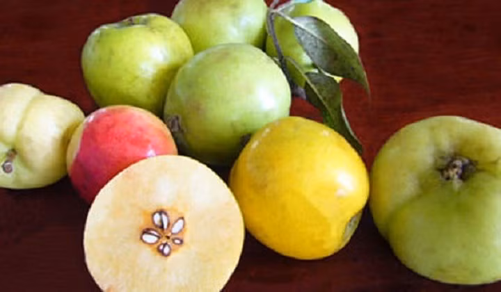 Táo mèo (còn gọi là sơn tra) là loại quả mọc hoàn toàn tự nhiên, phổ biến ở Yên Bái, Sơn La, Lào Cai... Hiện tại, loại trái này được bán chạy ở các khu vực thành thị với mức giá 50.000 - 60.000 đồng/kg. (Ảnh: Zing)