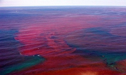 Nguyen nhan khien dai duong “nhuom mau mau” la gi?