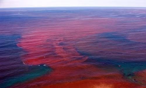 Nguyen nhan khien dai duong “nhuom mau mau” la gi?