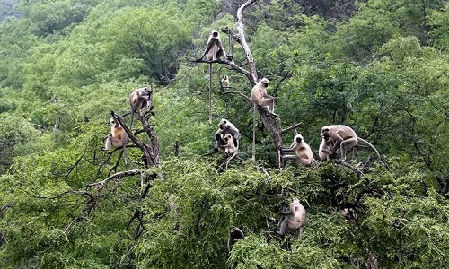 Một đàn khỉ langur (khỉ châu Á) ngồi trên các tán cây, trông như một gia đình nhiều thế hệ. Hình ảnh thế giới tự nhiên ấn tượng được nhiếp ảnh gia ghi lại.
