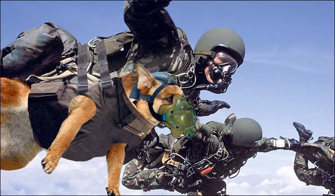 Mặc dù có nhiều vấn đề khá nguy hiểm đe dọa tới tính mạng của người lính, tuy nhiên kiểu nhảy HALO vẫn được áp dụng phổ biến và là một trong các cách tiếp cận mục tiêu bí mật, kín đáo rất được ưa thích của các lực lượng đặc biệt thuộc Mỹ. Thậm chí người ta còn cho cả… chó nhảy HALO cùng binh lính. Hiện tại, sau hơn 50 năm phát triển, các trang thiết bị cho người lính nhảy HALO đang trở nên ngày càng hiện đại khiến các nguy cơ đối với sức khỏe của người lính được giảm đi đáng kể. Nguồn ảnh: Pocketfive.