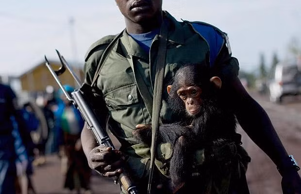 Dù không có trong biên chế chính thức, các đội quân ở châu Phi vẫn thường nuôi khỉ và dạy chúng cách tiếp tế đạn dược trong lúc giao tranh hoặc dạy chúng cách đưa thư vì loài vật này có thể dễ dàng vượt qua vòng vây của đối phương mang thông tin ra ngoài mà không bị phát hiện. Ảnh: Moveon.
