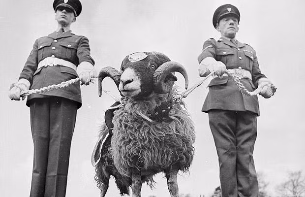 Quân đội Hoàng gia Anh có trong biên chế của mình những chú cừu, con cừu này không hề có nhiệm vụ cụ thể gì cả, chúng là biểu tượng của lực lượng thú y quân đội và nhiệm vụ chính của chúng là... ăn mặc thật đẹp trong các dịp lễ lớn. Ảnh: Moveon.