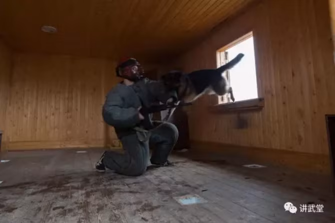 Những chú chó trong quân đội Nga này sẵn sàng tấn công đối phương ở cự ly gần không một chút sợ sệt, chúng sẽ cắn, siết chặt vào đối phương cho đến khi nghe thấy lệnh từ người chỉ huy, nếu không có lệnh từ chỉ huy, chúng sẽ tấn công đến bao giờ đối phương ngừng thở mới chịu dừng lại. Nguồn ảnh: QQ.