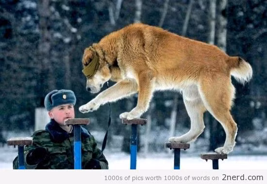 Bịt mắt leo cầu thang, những chú chó này cực kỳ thông minh và dù bị quân đội thải hồi ra ngoài do không đủ tiêu chuẩn tuyển chọn chúng vẫn rất có giá vì so với những con chó bình thường khác, chúng vẫn thông minh và khỏe mạnh hơn gấp nhiều lần. Nguồn ảnh: 2nerd.