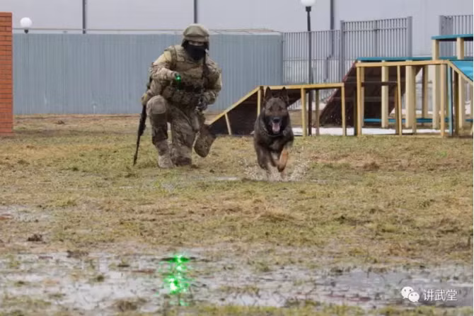 Những chú chó được huấn luyện cho các đơn vị đặc nhiệm được dạy thói quen không sủa từ nhỏ, hiểu ký hiệu ra lệnh bằng tay hay thậm chí ra lệnh bằng đèn laze để phù hợp với môi trường tác chiến yên lặng không gây tiếng động của các lực lượng đặc nhiệm. Nguồn ảnh: QQ.