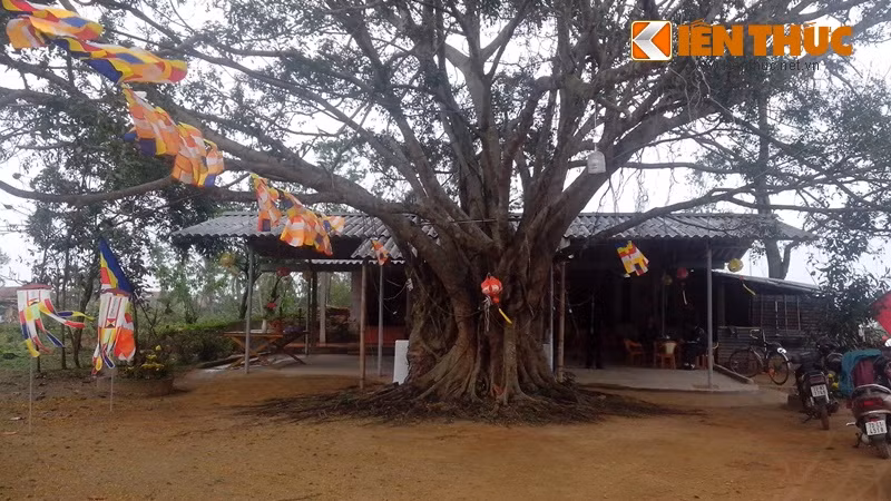 Nền chùa cũ trước khi phục dựng. Theo sử sách ghi lại, năm 1301, Phật hoàng Trần Nhân Tông trong chuyến kinh lý phía Nam đã ghé thăm chùa, lúc đó có tên là Am Tri Kiến. Ảnh: PVHTT huyện Lệ Thủy