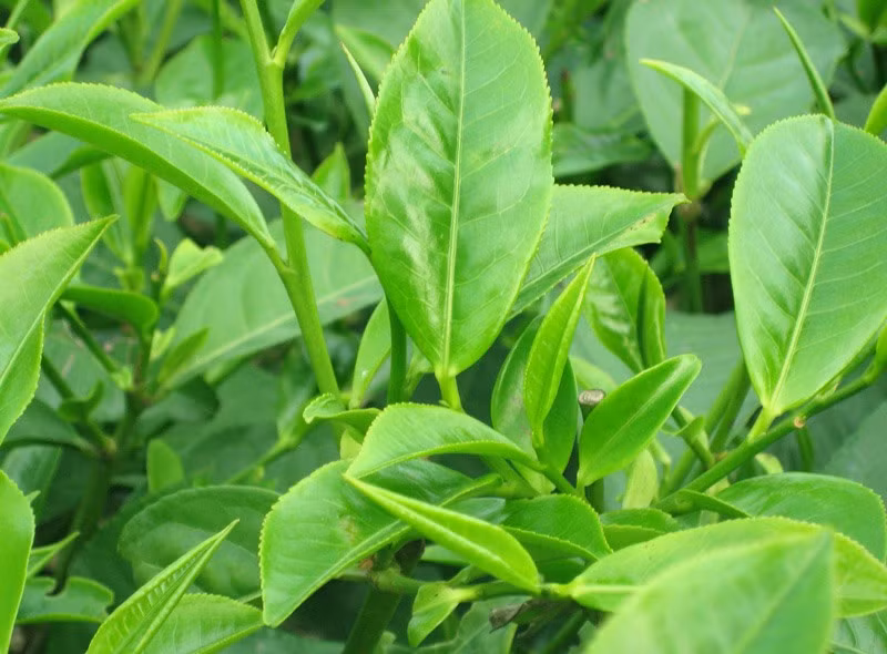 Chữa dị ứng thời tiết hiệu quả bằng những cách dân gian - Hình 5 Chua di ung thoi tiet hieu qua bang nhung cach dan gian-Hinh-5