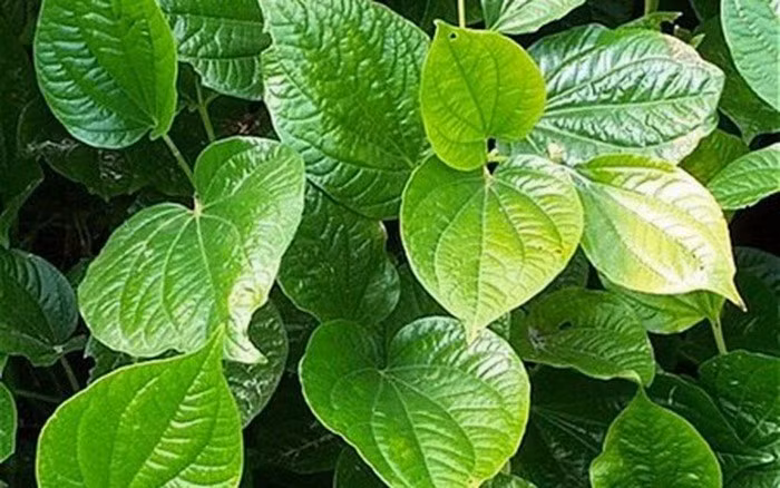 Chữa dị ứng thời tiết hiệu quả bằng những cách dân gian Chua di ung thoi tiet hieu qua bang nhung cach dan gian