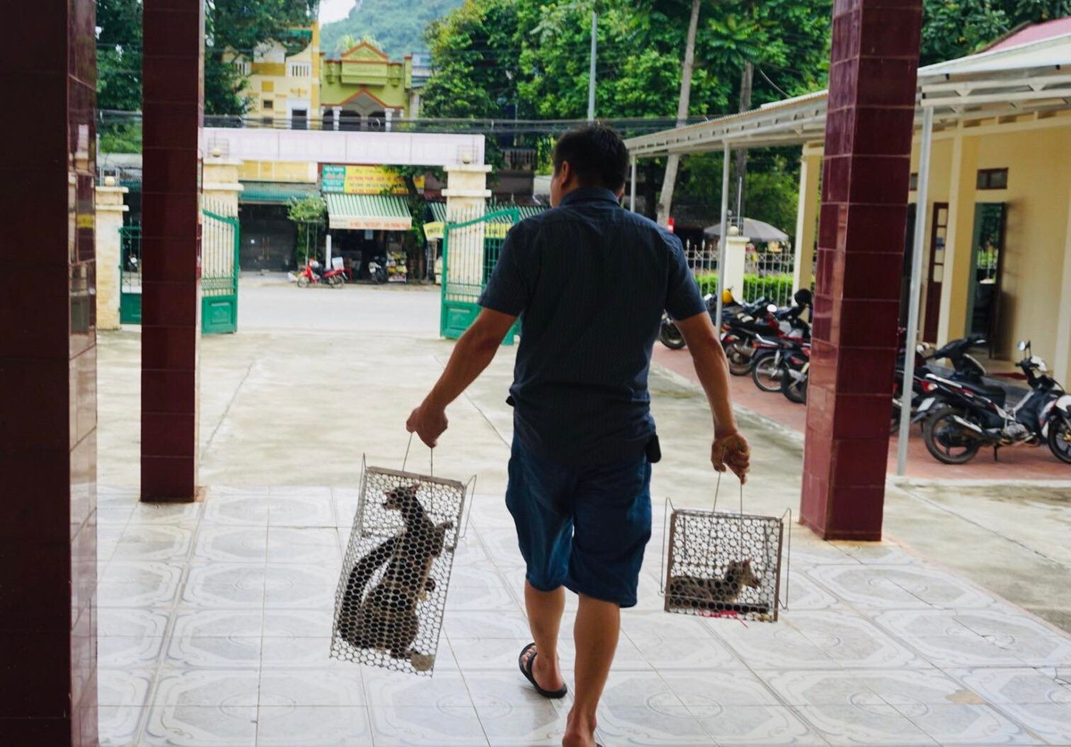 Vào ngày 22/9, Trung tâm Bảo tồn Động vật hoang dã tại Việt Nam (SVW) thông tin đã phối hợp với Vườn Quốc gia Cúc Phương và Đội Cảnh sát điều tra tội phạm về kinh tế - ma tuý, Công an huyện Ngọc Lặc, Thanh Hóa cứu hộ thành công hai cá thể Cầy vằn bắc quý hiếm. Ảnh: Lao động.