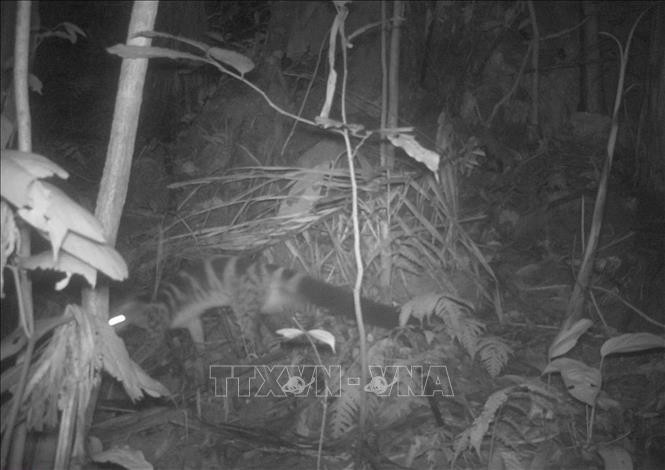 Mùa sinh sản của Cầy vằn bắc từ tháng 2 - 4 hàng năm. Thời gian mang thai từ 60 - 68 ngày và mỗi lứa đẻ khoảng 2 - 3 con. Ảnh: TTXVN.