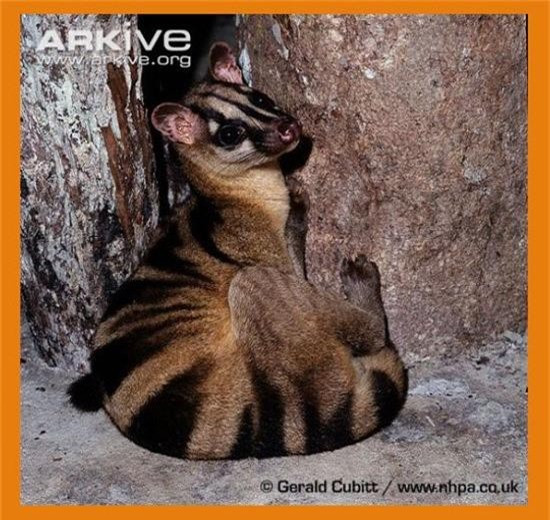 Ông Nguyễn Văn Thái, Giám đốc Trung tâm Bảo tồn Động vật hoang dã tại Việt Nam cho hay Vườn quốc gia Cúc Phương đang phối hợp cùng SVW trong việc mở rộng xây dựng chương trình sinh sản bảo tồn loài Cầy vằn để tái thả và phục hồi quần thể ngoài tự nhiên sau này. Ảnh: kiemlamangiang.