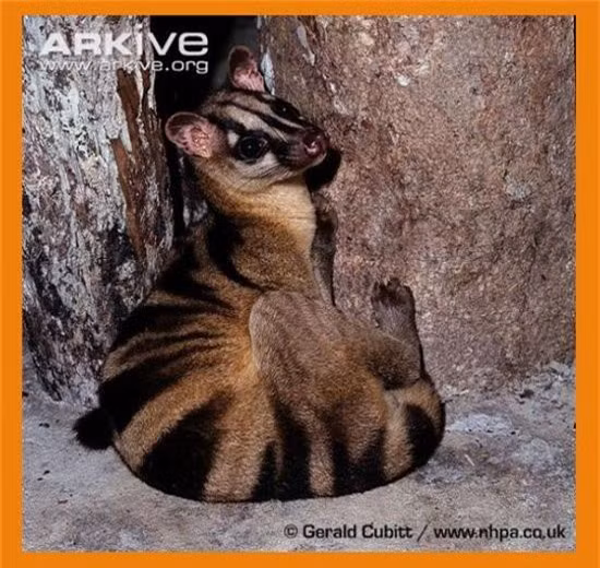 Ông Nguyễn Văn Thái, Giám đốc Trung tâm Bảo tồn Động vật hoang dã tại Việt Nam cho hay Vườn quốc gia Cúc Phương đang phối hợp cùng SVW trong việc mở rộng xây dựng chương trình sinh sản bảo tồn loài Cầy vằn để tái thả và phục hồi quần thể ngoài tự nhiên sau này. Ảnh: kiemlamangiang.