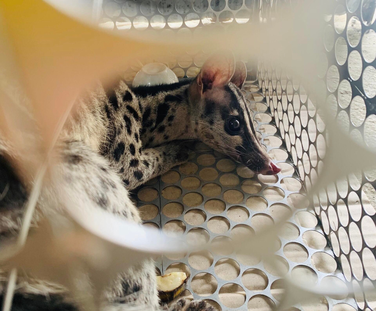 Trước đó, tối ngày 21/9, lực lượng chức năng phát hiện và bắt giữ 2 đối tượng vận chuyển, buôn bán trái phép Cầy vằn bắc trên địa bàn huyện Ngọc Lặc, Thanh Hóa. Tại cơ quan điều tra, 2 đối tượng trên khai nhận đã mua 2 cá thể Cầy vằn bắc từ người dân bẫy bắt từ trong rừng. Ảnh: Lao động.