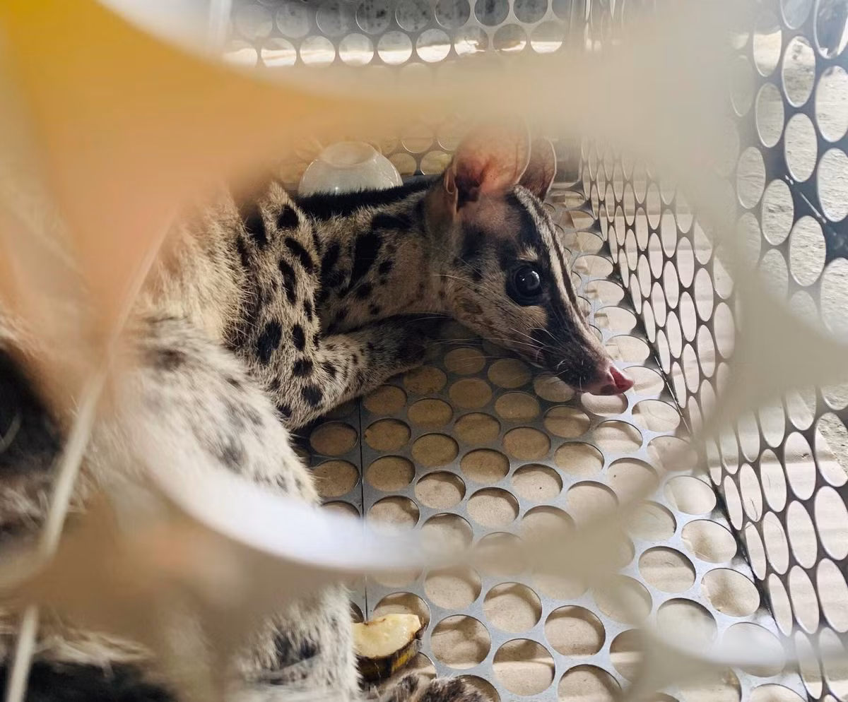 Trước đó, tối ngày 21/9, lực lượng chức năng phát hiện và bắt giữ 2 đối tượng vận chuyển, buôn bán trái phép Cầy vằn bắc trên địa bàn huyện Ngọc Lặc, Thanh Hóa. Tại cơ quan điều tra, 2 đối tượng trên khai nhận đã mua 2 cá thể Cầy vằn bắc từ người dân bẫy bắt từ trong rừng. Ảnh: Lao động.