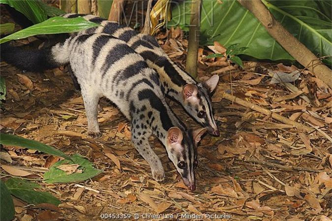 Trong Nghị định 84/2021/NĐ-CP về sửa đổi bổ sung Nghị định 06/2019/NĐ-CP về quản lý thực vật rừng, động vật rừng nguy cấp, quý, hiếm và thực thi Công ước về buôn bán quốc tế các loài động vật, thực vật hoang dã nguy cấp, Cầy vằn bắc nằm trong danh mục nhóm IB. Ảnh: mindenpictures.