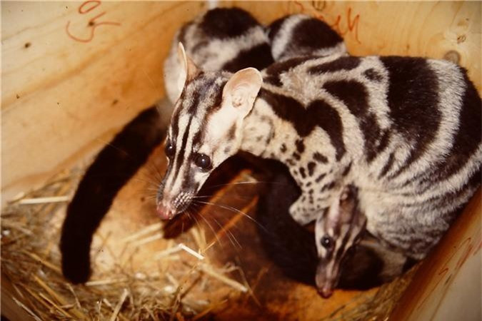 Theo các chuyên gia, Cầy vằn bắc là một trong những loài thú ăn thịt có diện tích phân bố hẹp nhất thế giới. Cầy vằn bắc được Sách đỏ IUCN xếp vào loài nguy cấp và có thể xem xét đưa vào xếp loại rất nguy cấp. Ảnh: zoochat.