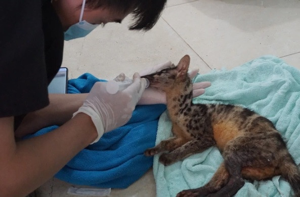 Kết quả kiểm tra ban đầu cho thấy 2 cá thể Cầy vằn bắc đều bị thương nặng ở chân do dính bẫy. Trong số này, một cá thể ở trong tình trạng rất yếu, suy nhược nghiêm trọng. Sau khi cứu hộ thành công, 2 cá thể Cầy vằn bắc được đội cứu hộ đưa về Trung tâm cứu hộ động vật hoang dã tại VQG Cúc Phương để cấp cứu, chữa trị. Ảnh: Trung tâm Bảo tồn Động vật hoang dã tại Việt Nam.