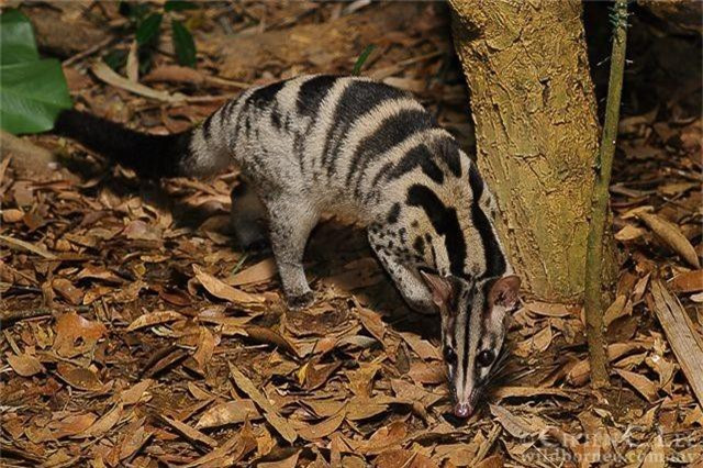 Cá thể Cầy vằn bắc có bộ lông màu vàng nhạt hoặc xám bạc, có 4- 5 sọc đen lớn vắt ngang lưng. Trên mặt có 3 sọc đen nhỏ kẹp giữa 2 sọc trắng chạy từ mũi đến đầu, sườn và đùi còn có nhiều đốm đen. Ảnh: pinimg.