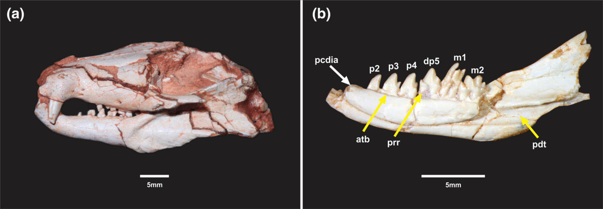 Với niên đại 225 triệu năm tuổi, các phần hài cốt hóa thạch của Brasilodon quadrangularis lâu đời hơn 20 triệu năm so với loài động vật có vú cổ đại từng giữ kỷ lục trước đó là Morganucodon.