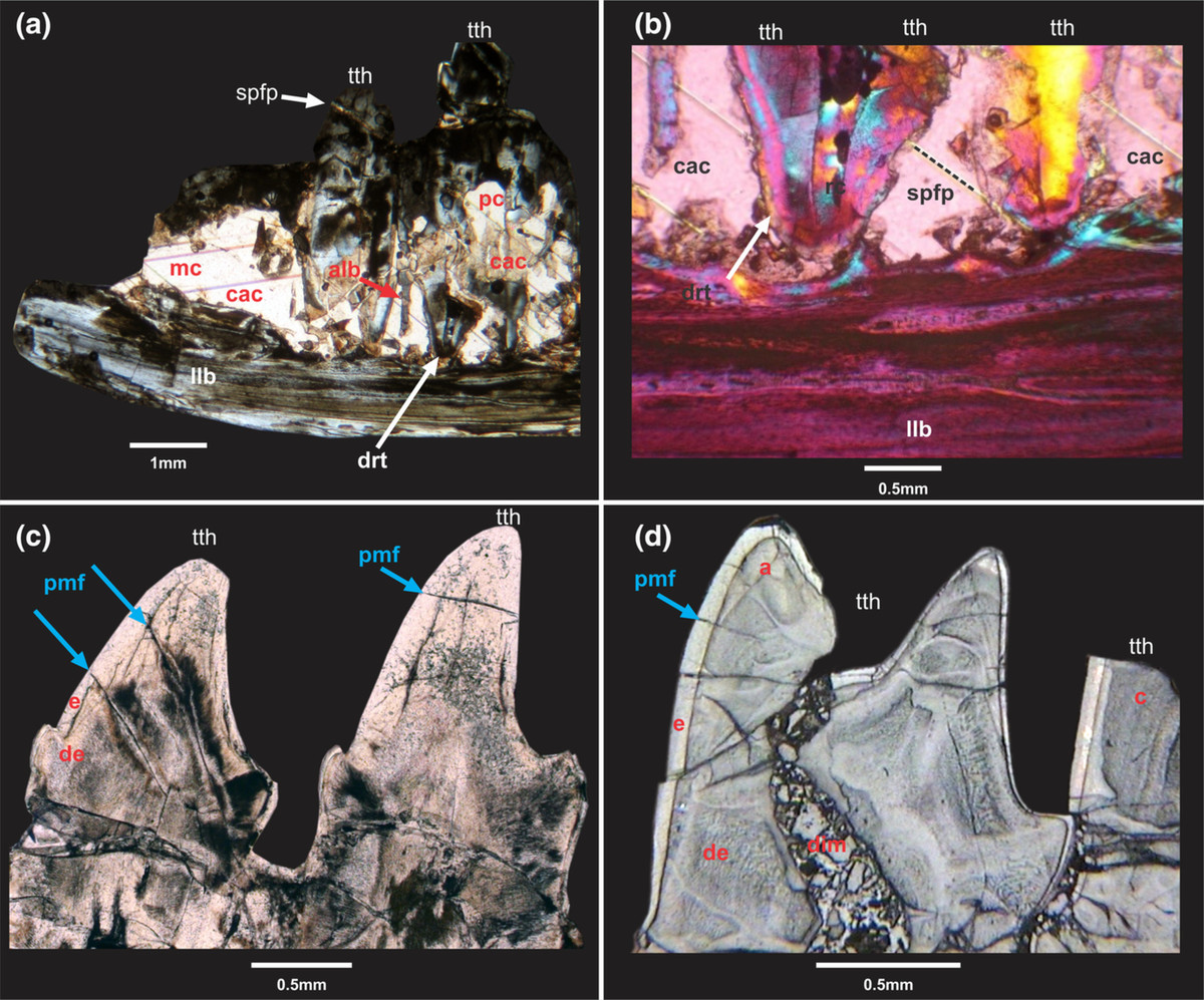 Do vậy, các chuyên gia đánh giá đây là loài động vật có vú lâu đời nhất từng được phát hiện đến nay.