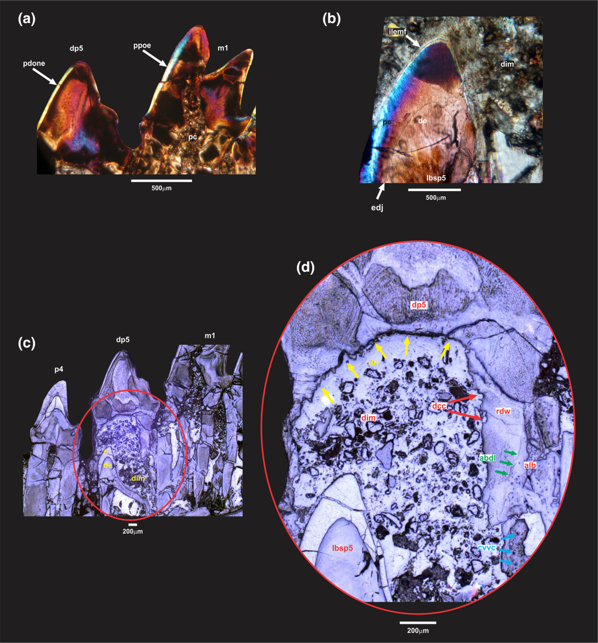 Brasilodon quadrangularis là động vật có xương sống lâu đời nhất với 2 bộ răng mọc kế tiếp nhau: răng sữa và răng vĩnh viễn.