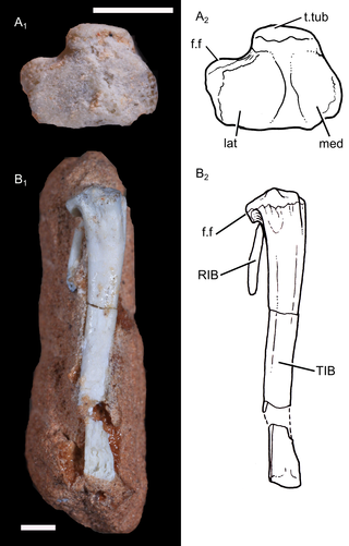 Kết quả nghiên cứu của các chuyên gia chỉ ra Brasilodon quadrangularis thuộc nhóm động vật xuất hiện sau sự kiện tuyệt chủng Permi-Trias (Nhị Điệp - Tam Điệp) - lần đại tuyệt chủng thứ 3 và cũng là lần lớn nhất khi hơn 90% loài trong đại dương và 70% động vật trên cạn bị chết.