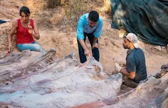 Các chuyên gia cho hay loài Brasilodon quadrangularis có hình dáng giống một con chuột chù. Mỗi cá thể có chiều dài khoảng 20 cm.