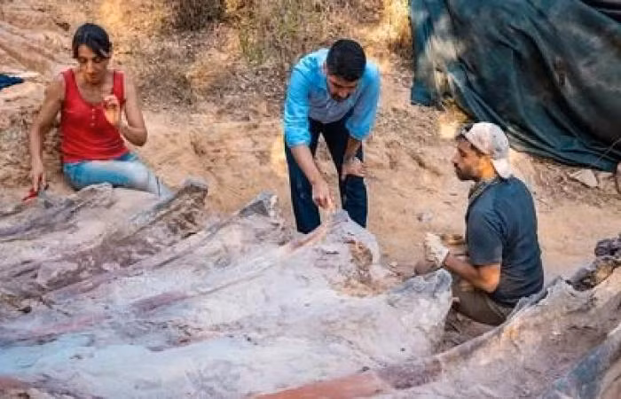 Các chuyên gia cho hay loài Brasilodon quadrangularis có hình dáng giống một con chuột chù. Mỗi cá thể có chiều dài khoảng 20 cm.